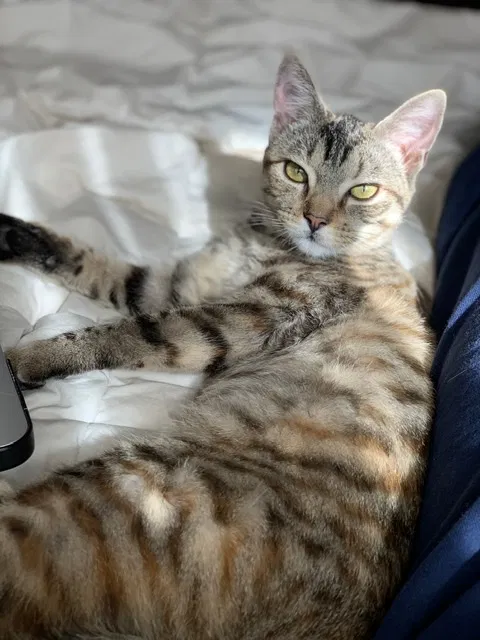 Lost cat in San Marcos, CA, 92069