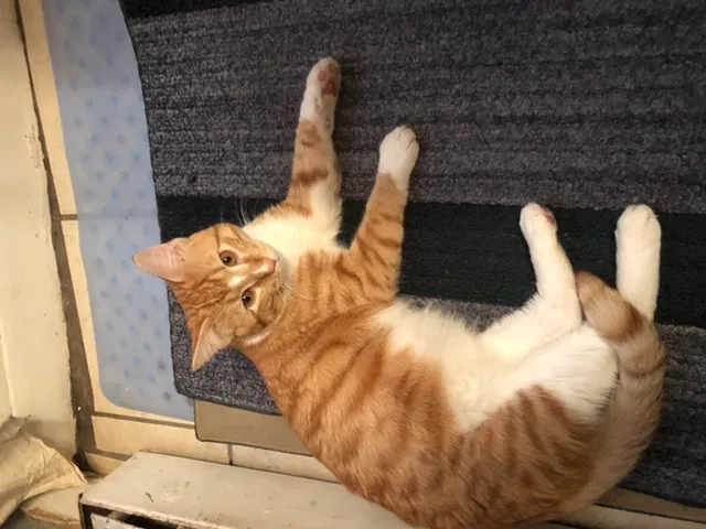Lost cat in Denver, CO, 80247