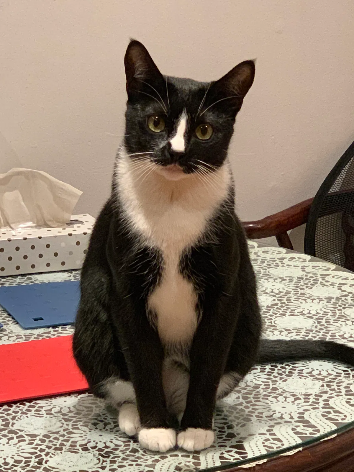 Missing Cat