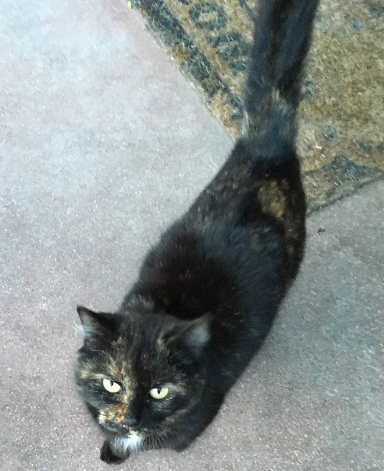 Lost cat in Wichita, KS, 67203