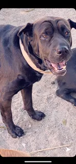 Lost dog in Bakersfield, CA, 93307