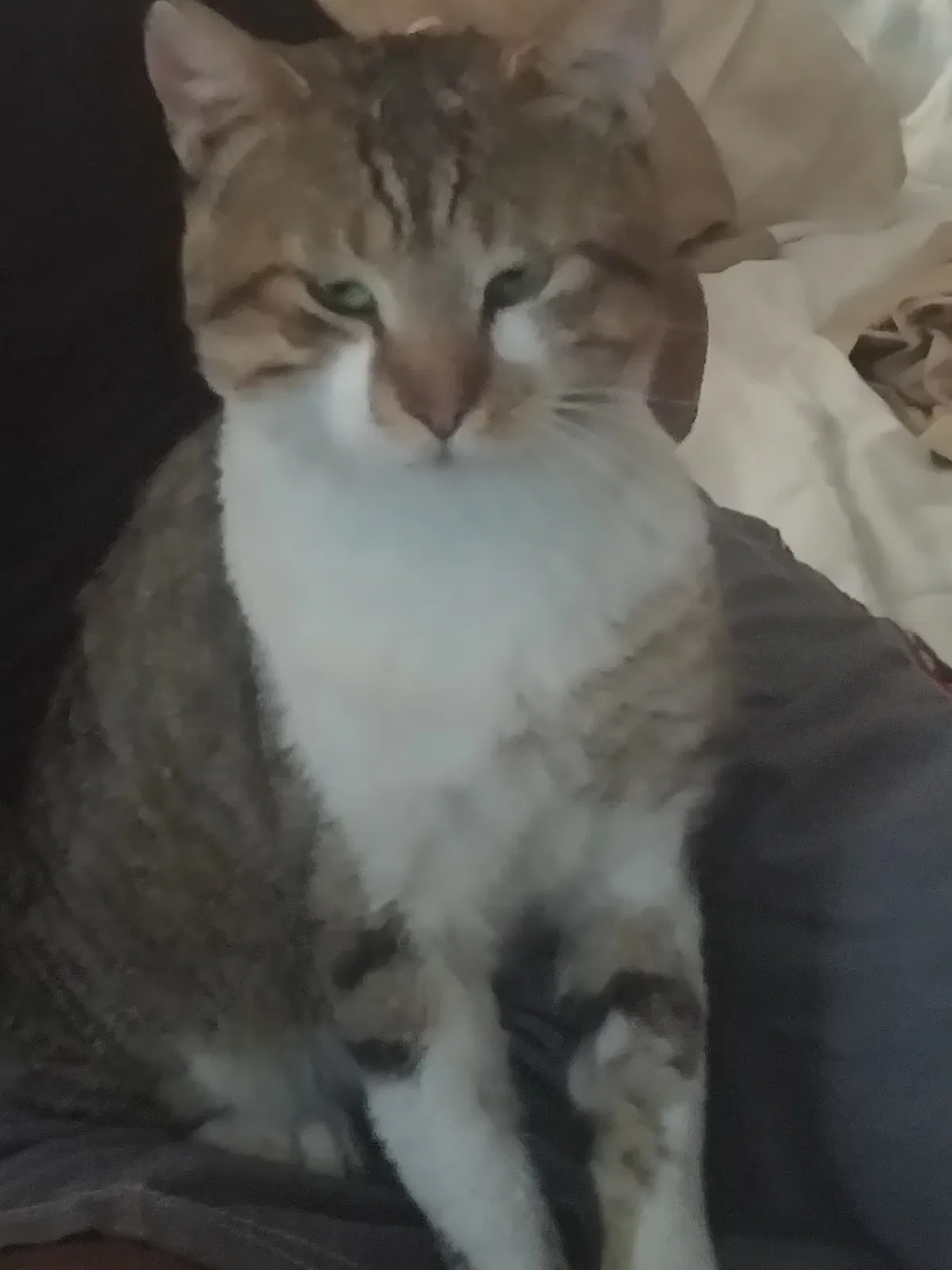 Lost cat in Saint Petersburg, FL, 33712