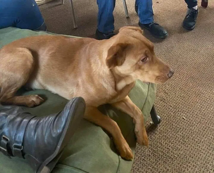 Lost dog in Covington, GA, 30016