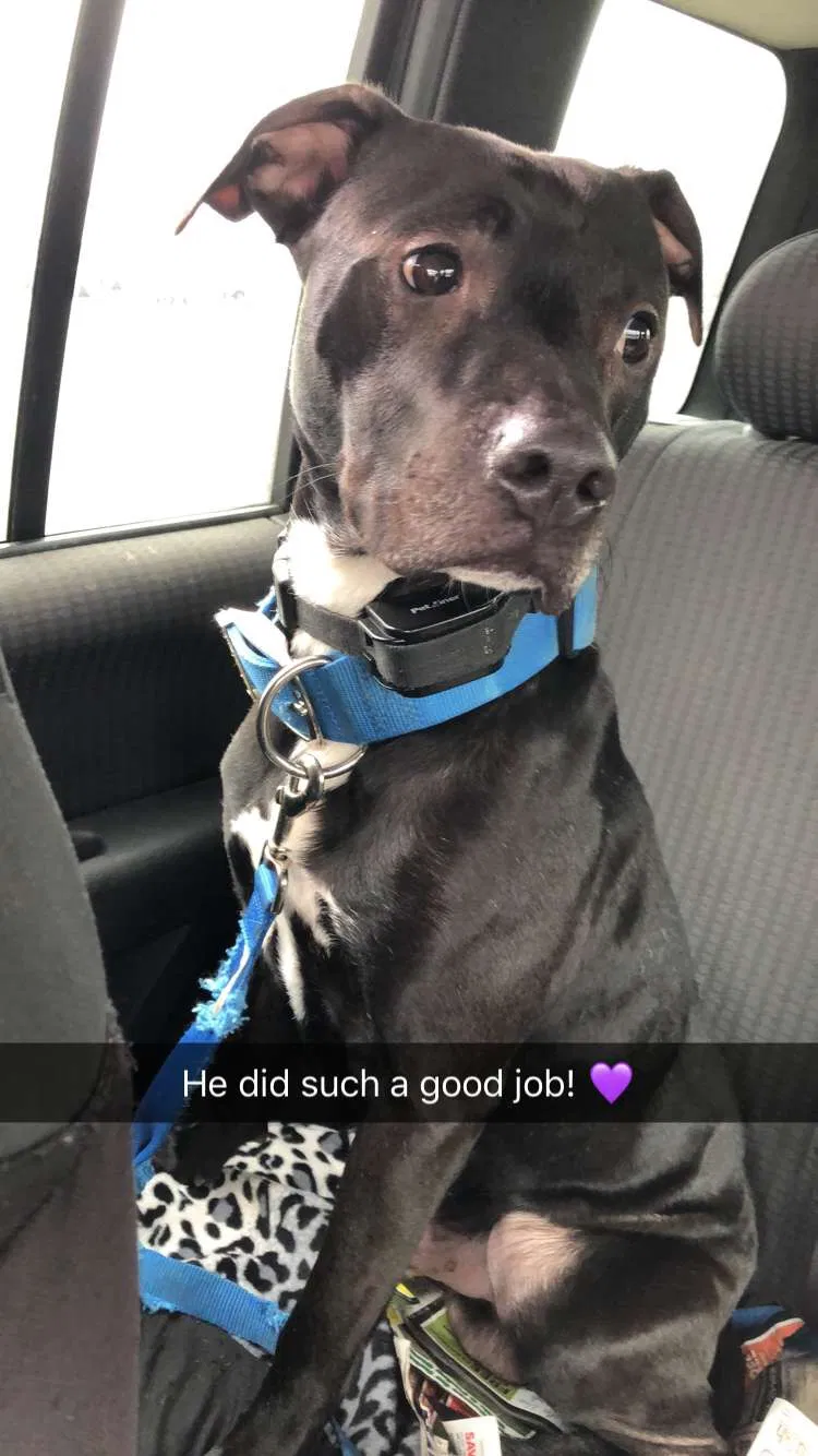 Lost dog in Vandergrift, PA, 15690