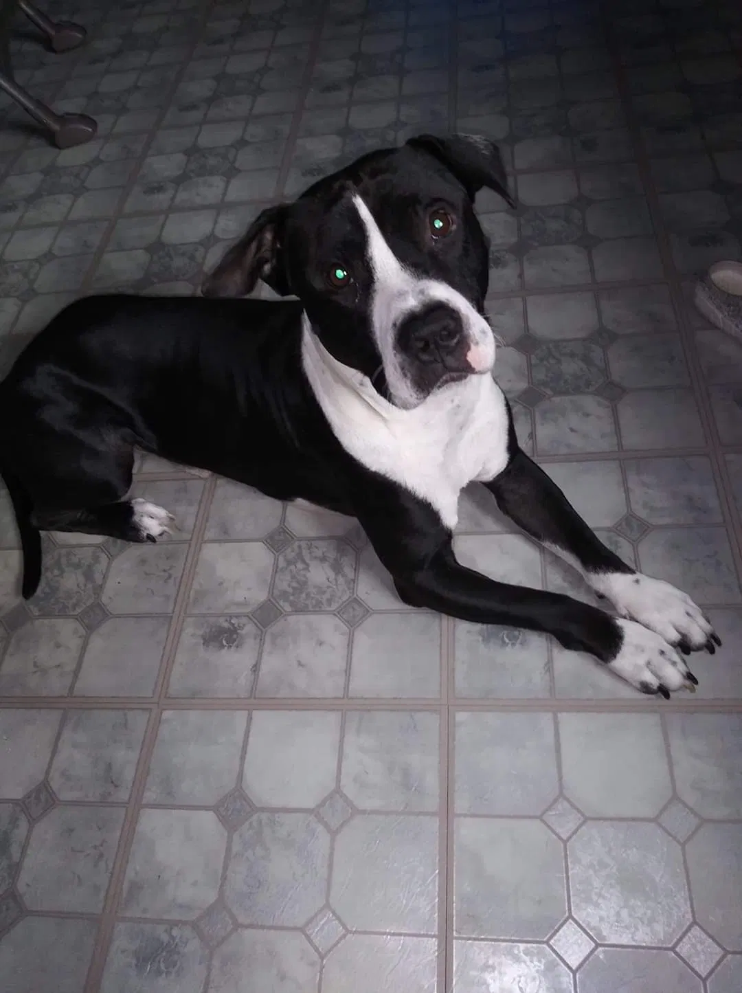 Lost dog in Port Richey, FL, 34668