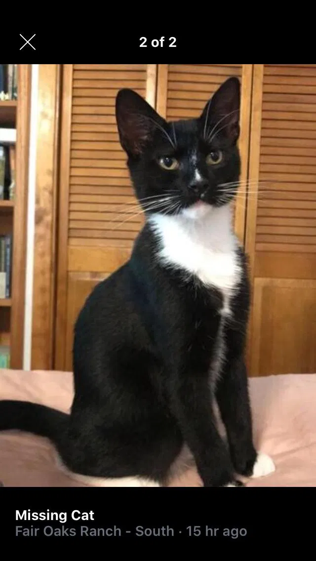 Lost cat in Boerne, TX, 78015
