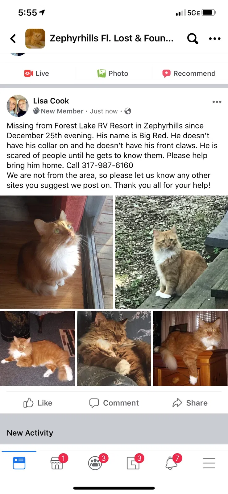 Lost cat in Zephyrhills, FL, 33540