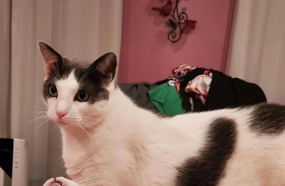 Lost cat in Pequannock, NJ, 7440