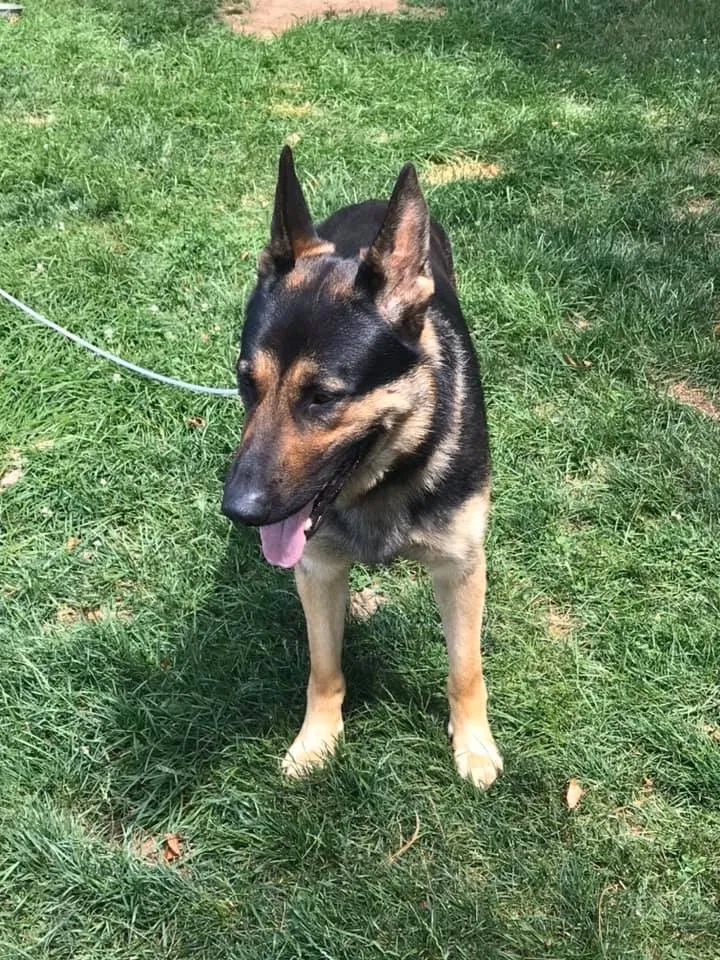 Lost dog in New Park, PA, 17352