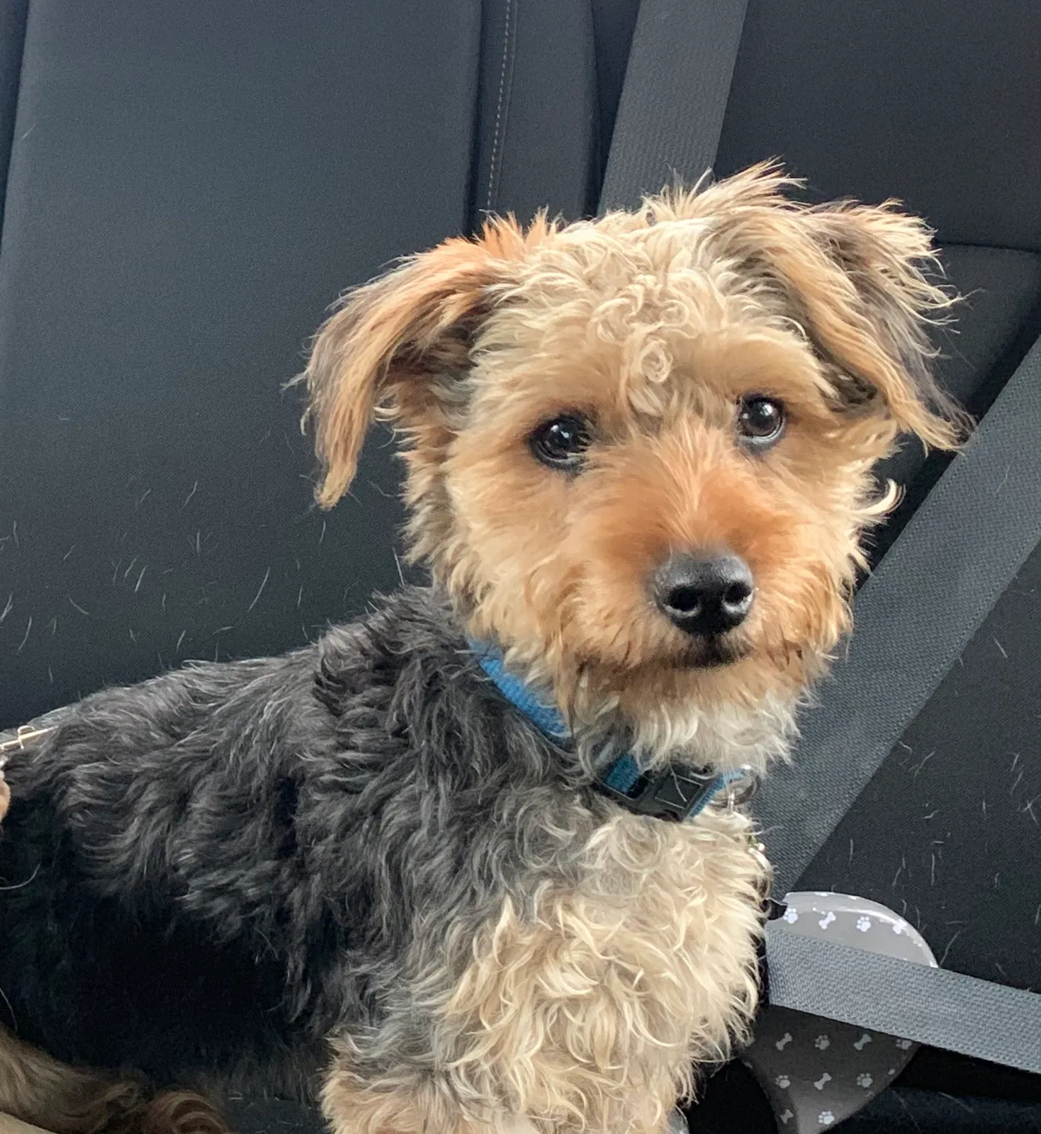 Lost dog in Maywood, IL, 60153