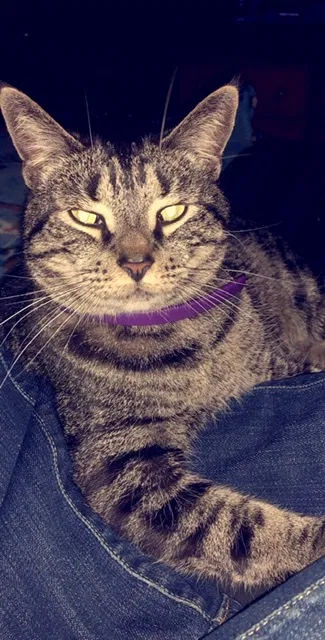 Lost cat in Tampa, FL, 33637