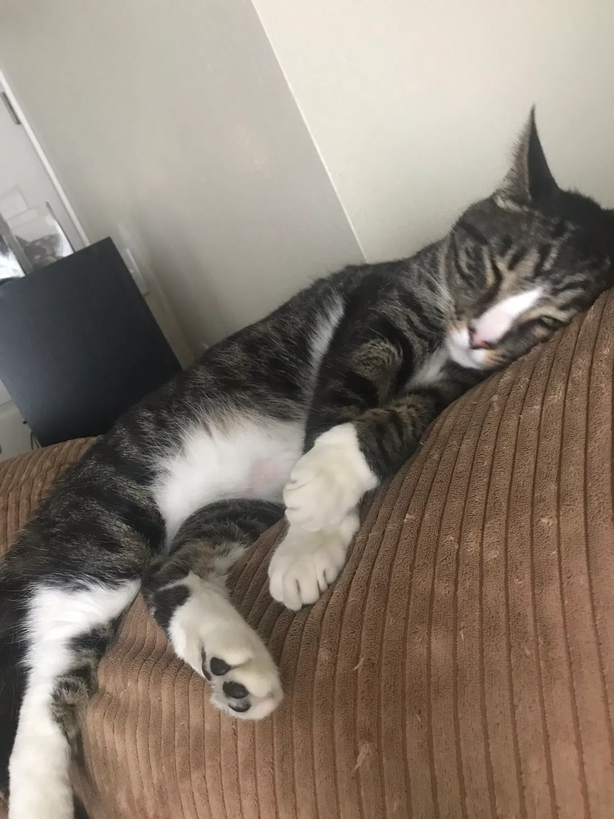 Lost cat in Escondido, CA, 92025
