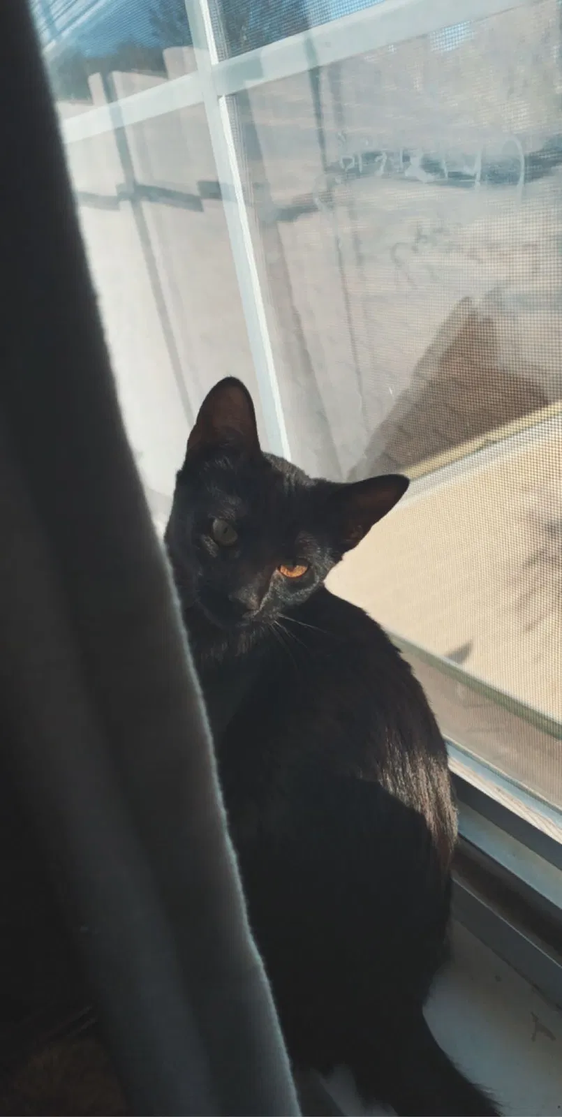 Lost cat in Independence, MO, 64051