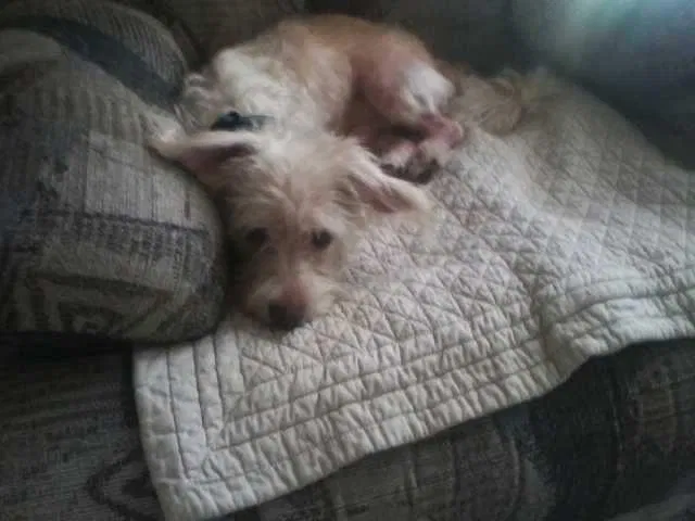 Lost dog in Moreno Valley, CA, 92551
