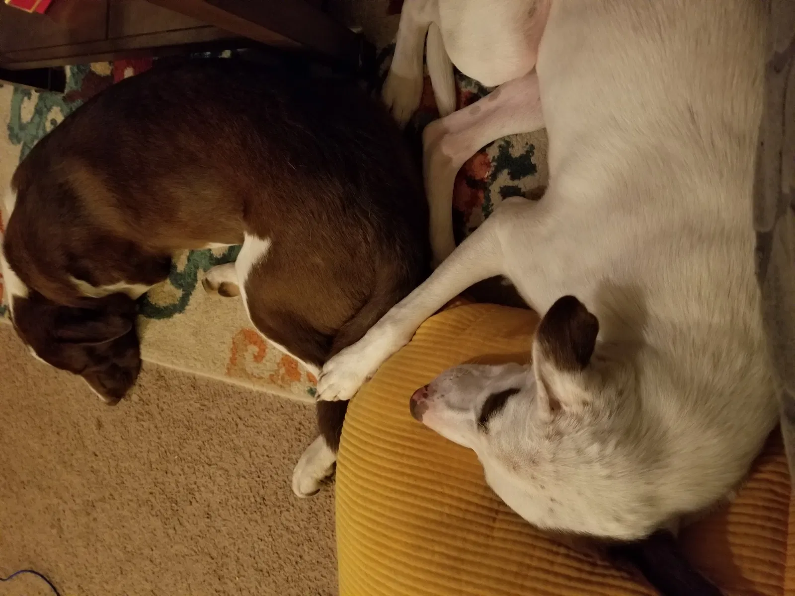Lost dog in Cadiz, OH, 43907
