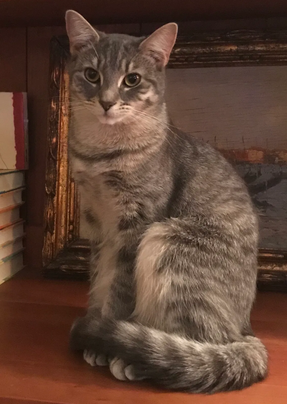 Lost cat in Medfield, MA, 2052