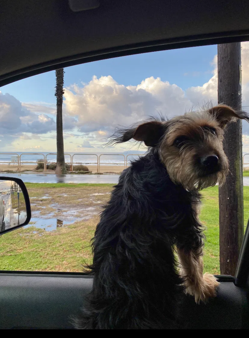 Lost dog in Huntington Beach, CA, 92648