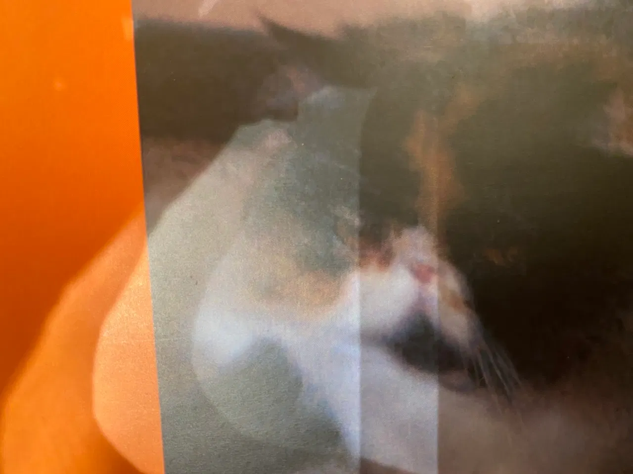 Lost cat in Leesburg, VA, 20176