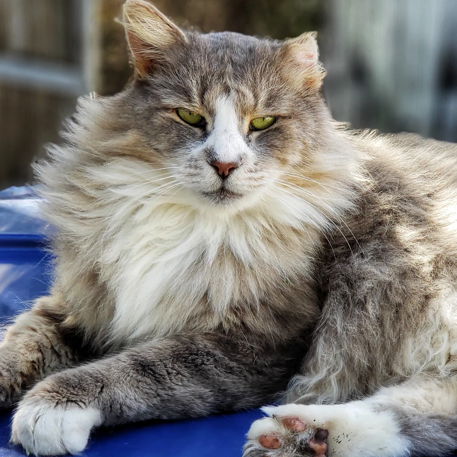 Lost cat in Orlando, FL, 32837