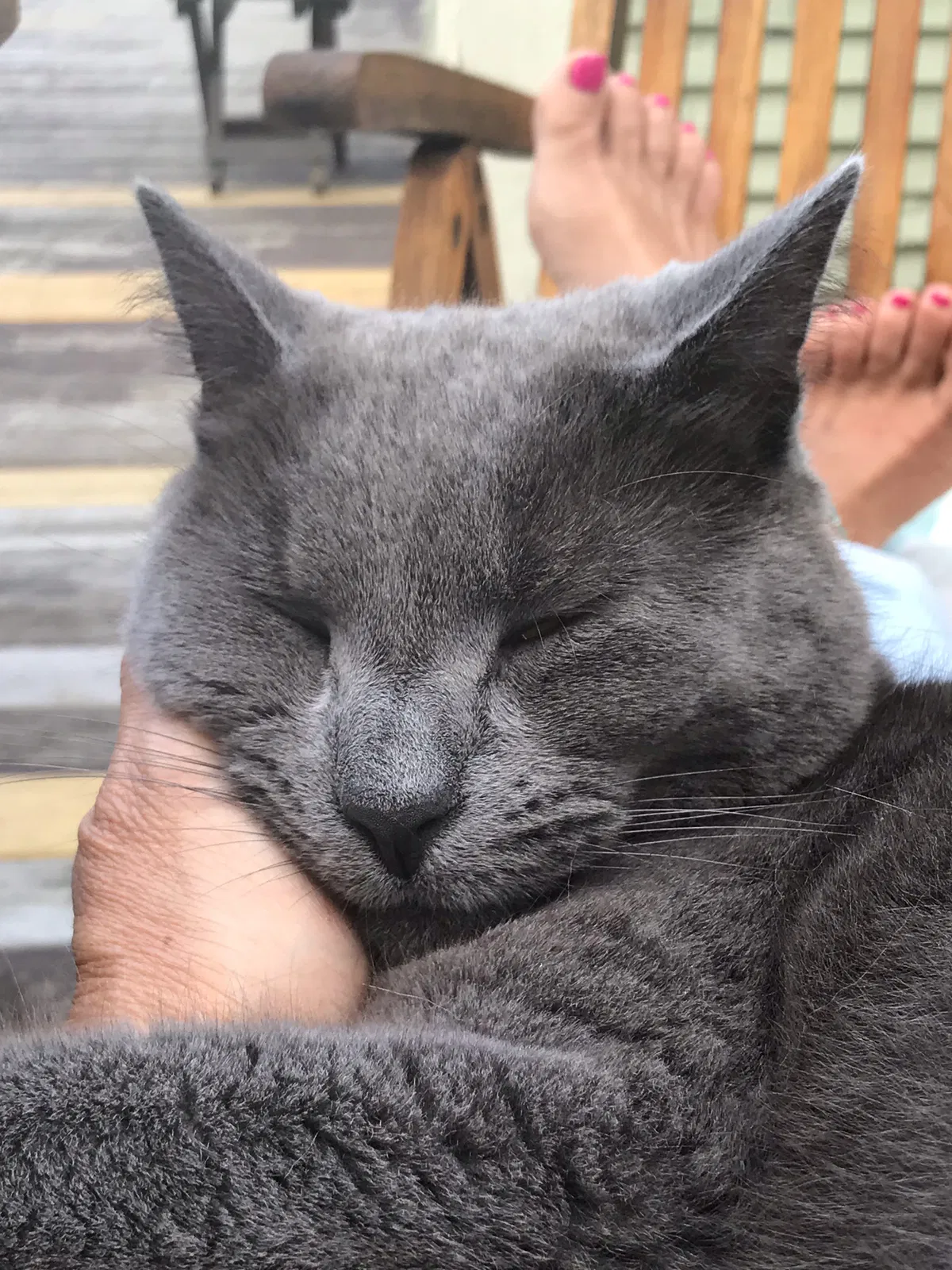 Lost cat in Hinesburg, VT, 5461