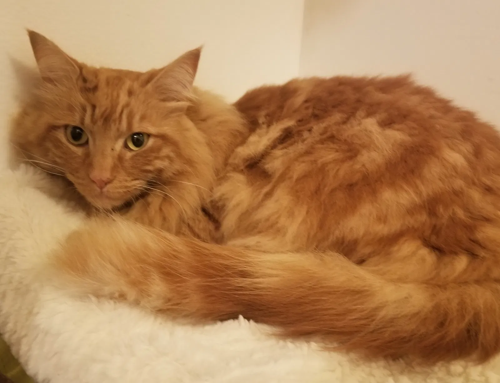 Lost cat in Carmichael, CA, 95608