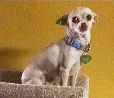 Lost dog in Phoenix, AZ, 85051