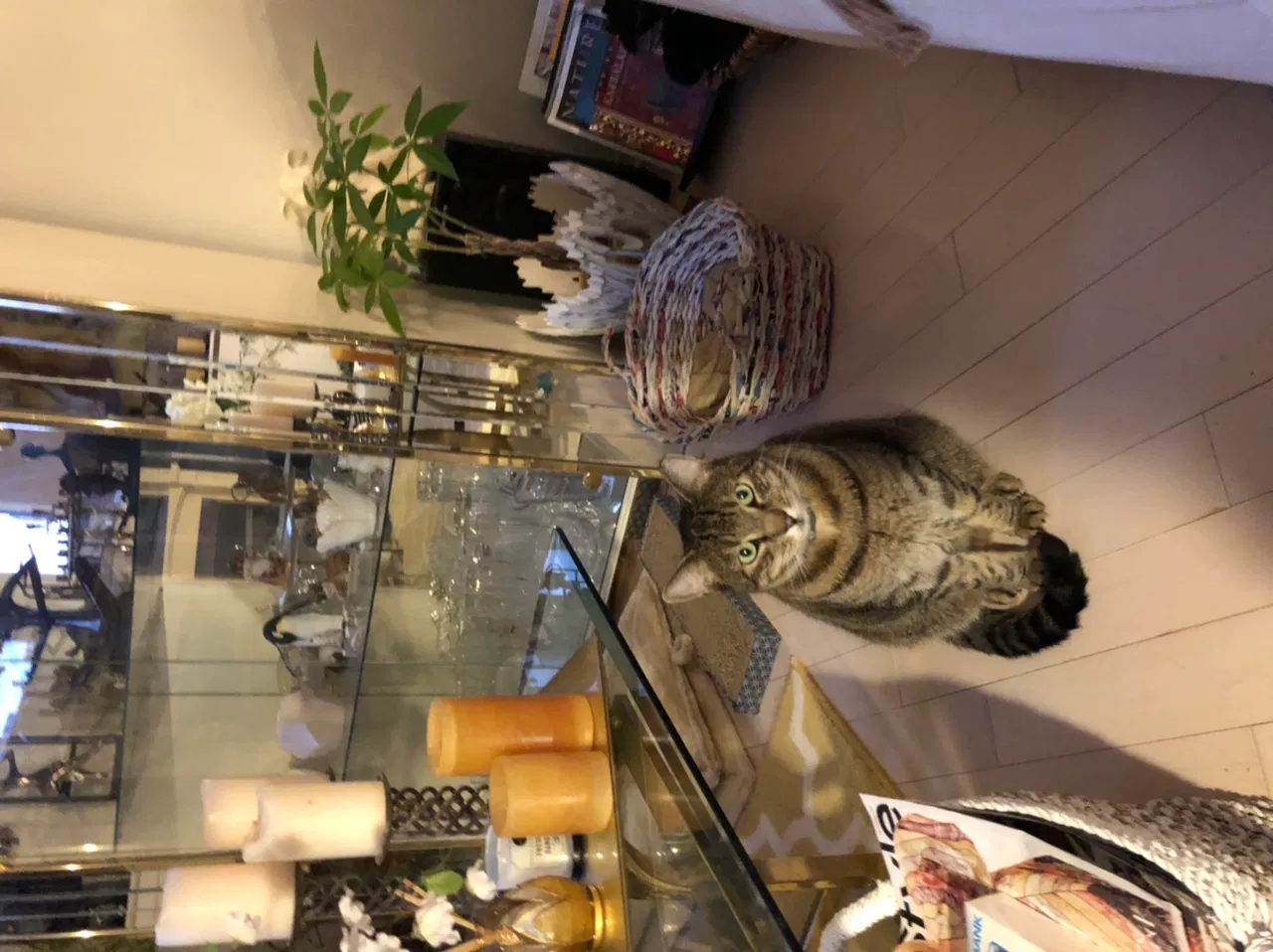Lost cat in Englishtown, NJ, 7726