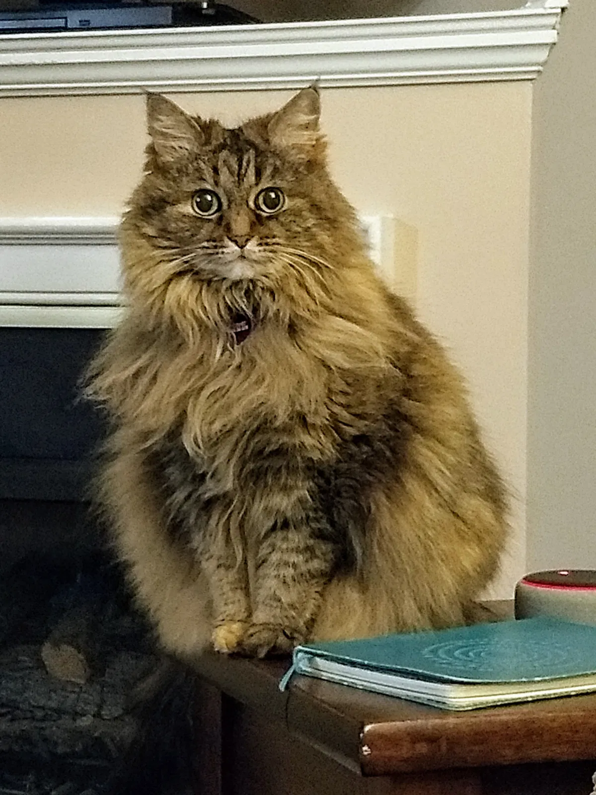 Lost cat in Columbus, OH, 43230