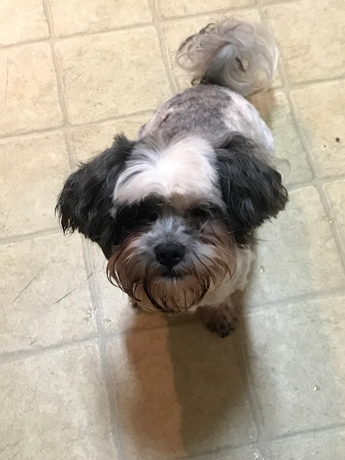 Lost dog in Kathleen, GA, 31047