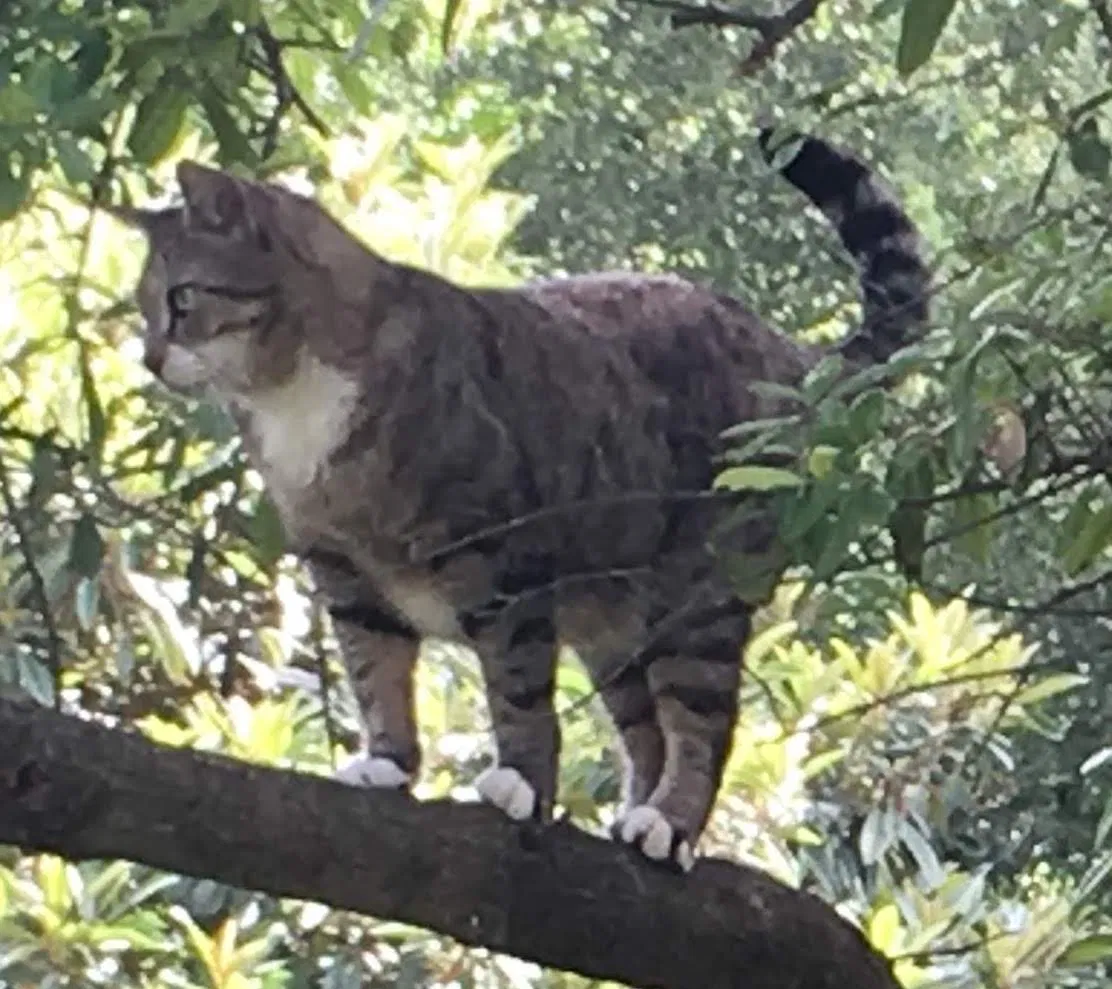 Lost cat in Austin, TX, 78745