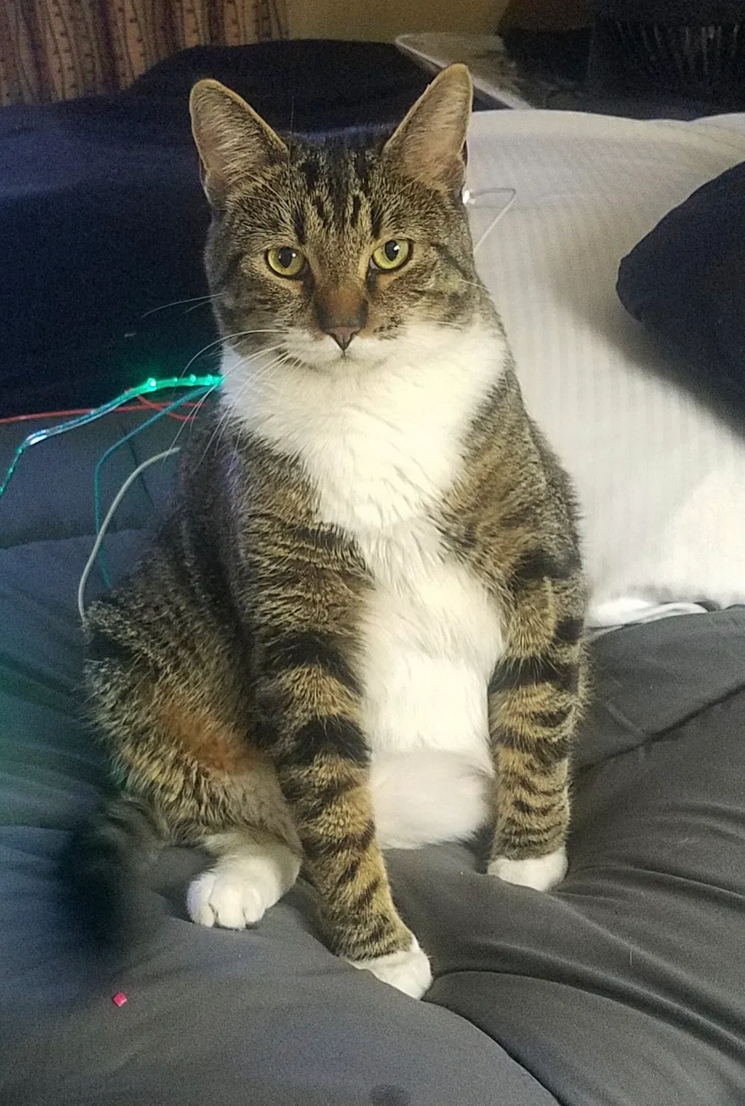 Lost cat in Ontario, CA, 91761