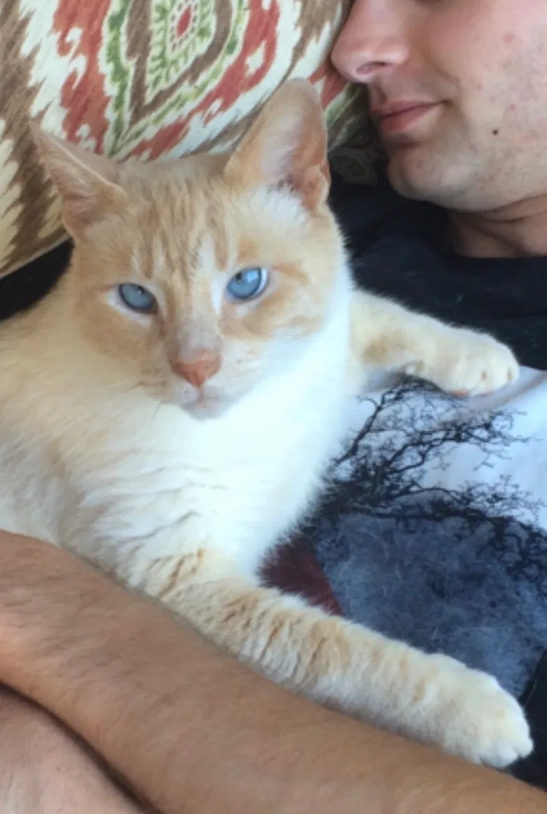 Lost cat in Pickens, SC, 29671