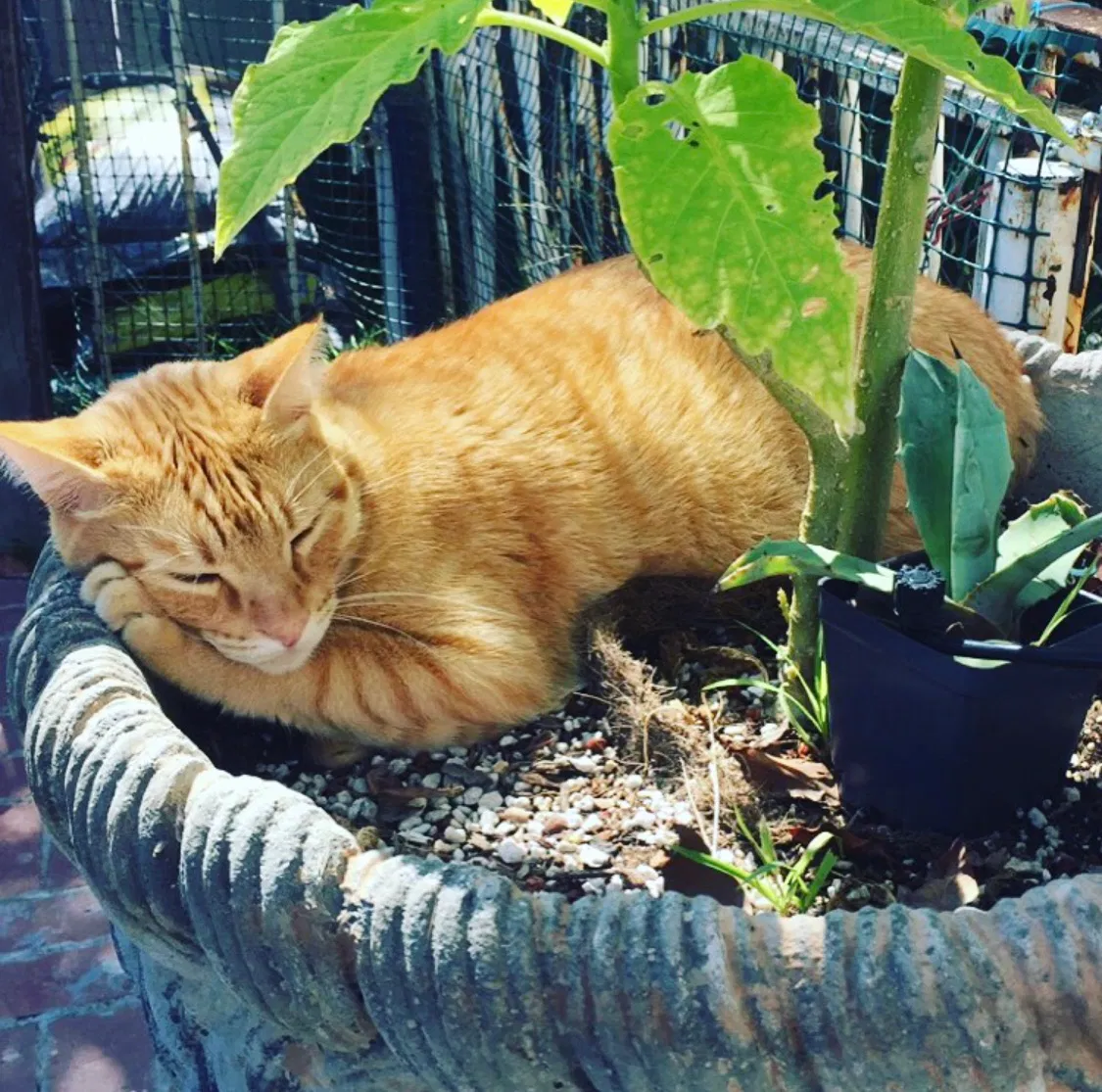 Lost cat in Long Beach, CA, 90815