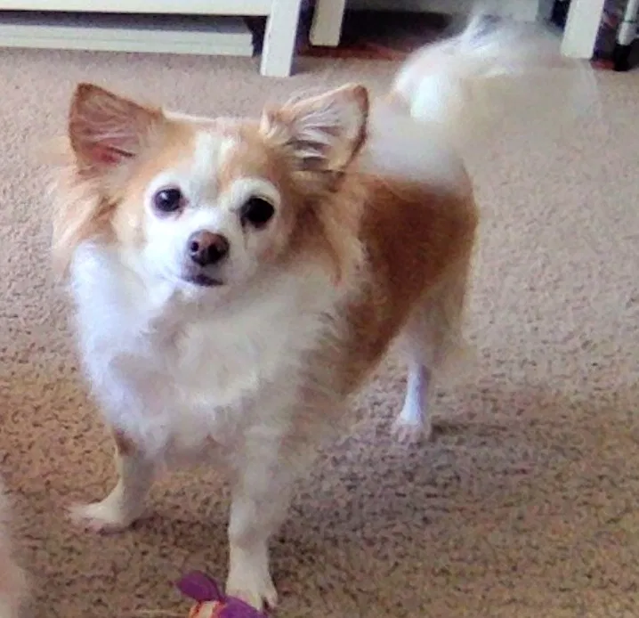 Lost dog in Arlington, VA, 22206