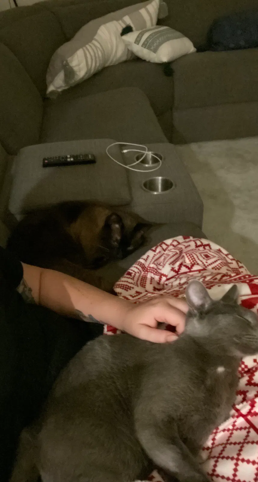 Lost cat in Menifee, CA, 92584