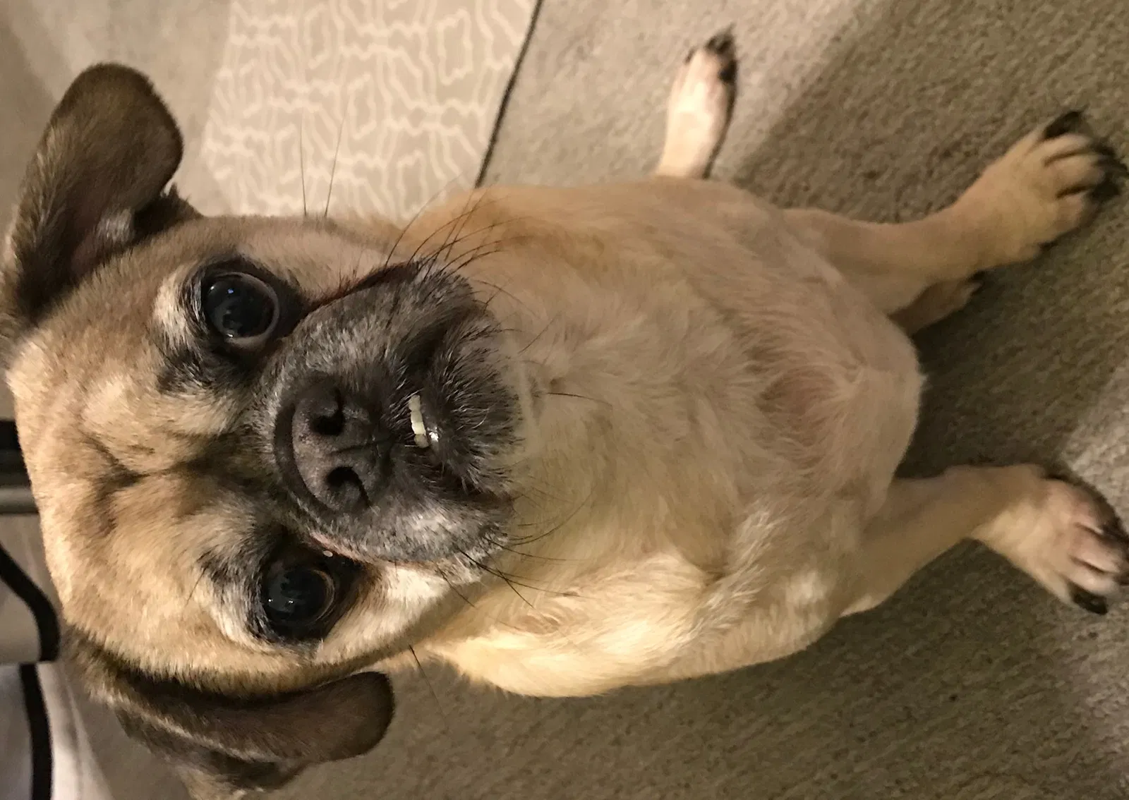 Lost dog in San Francisco, CA, 94132