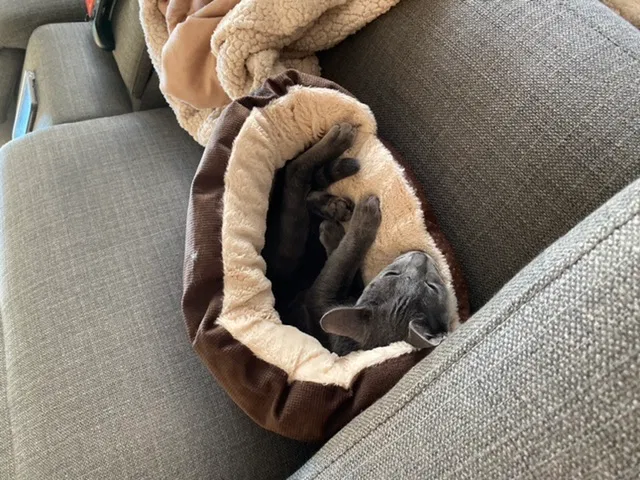Lost cat in Menifee, CA, 92584