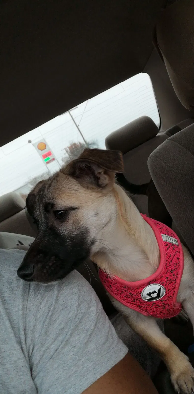 Lost dog in Gastonia, NC, 28054
