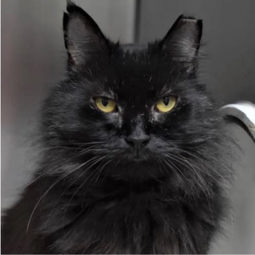Lost cat in Saint Petersburg, FL, 33713