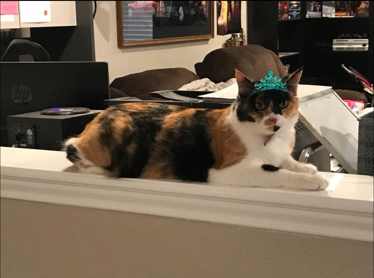 Lost cat in Pflugerville, TX, 78660