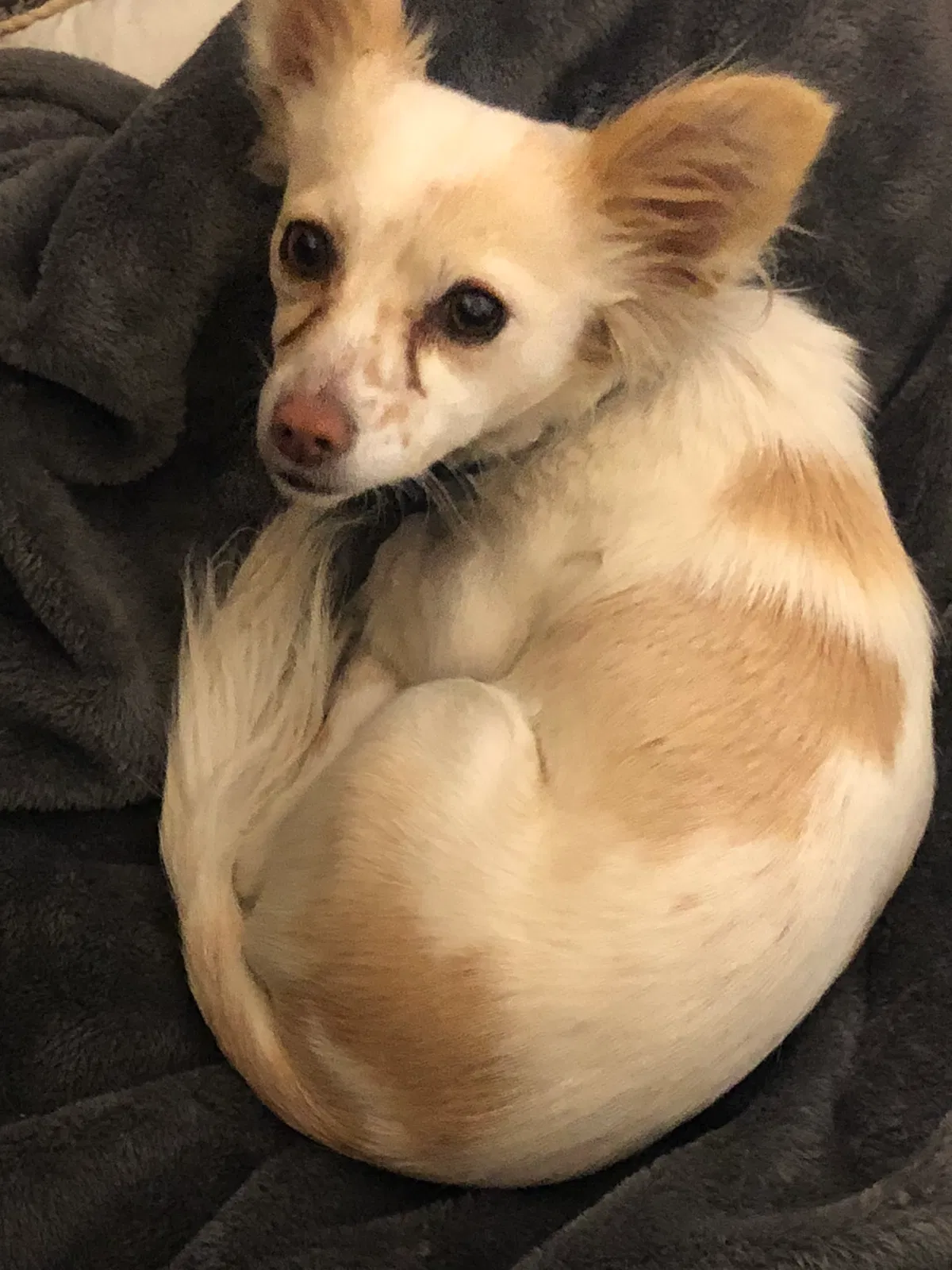 Lost dog in Garden Grove, CA, 92843