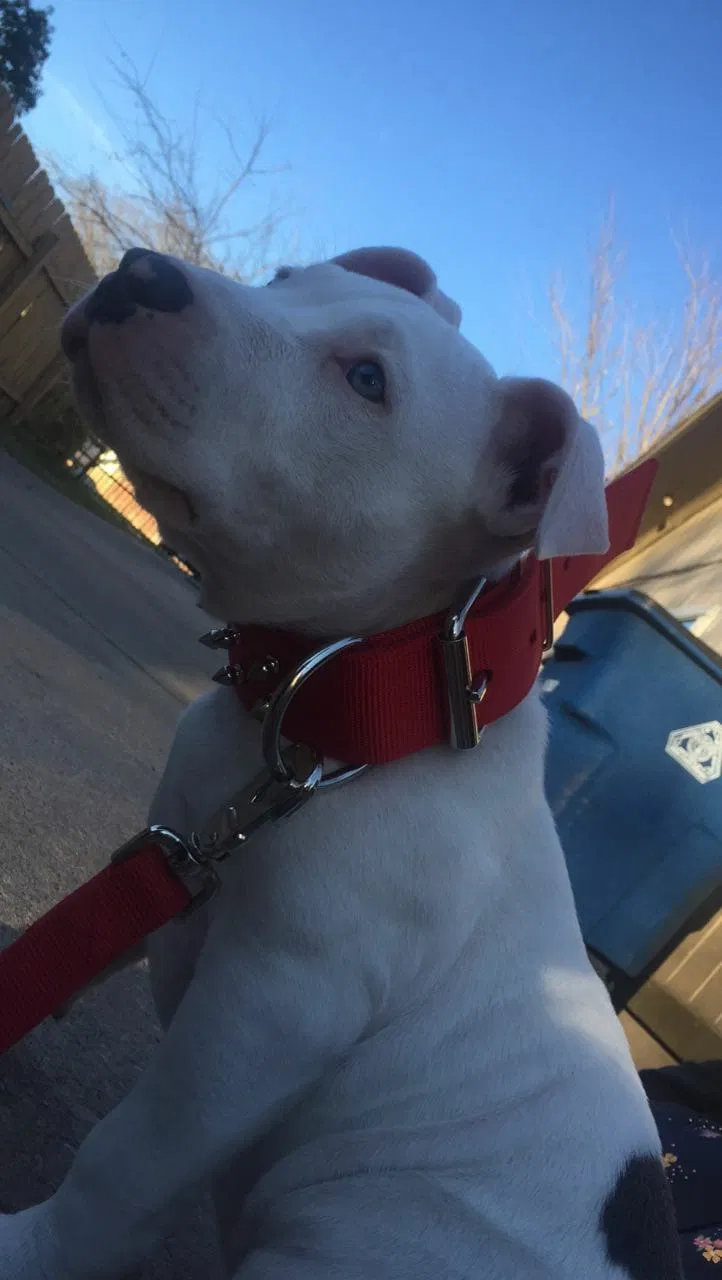 Lost dog in Austin, TX, 78758