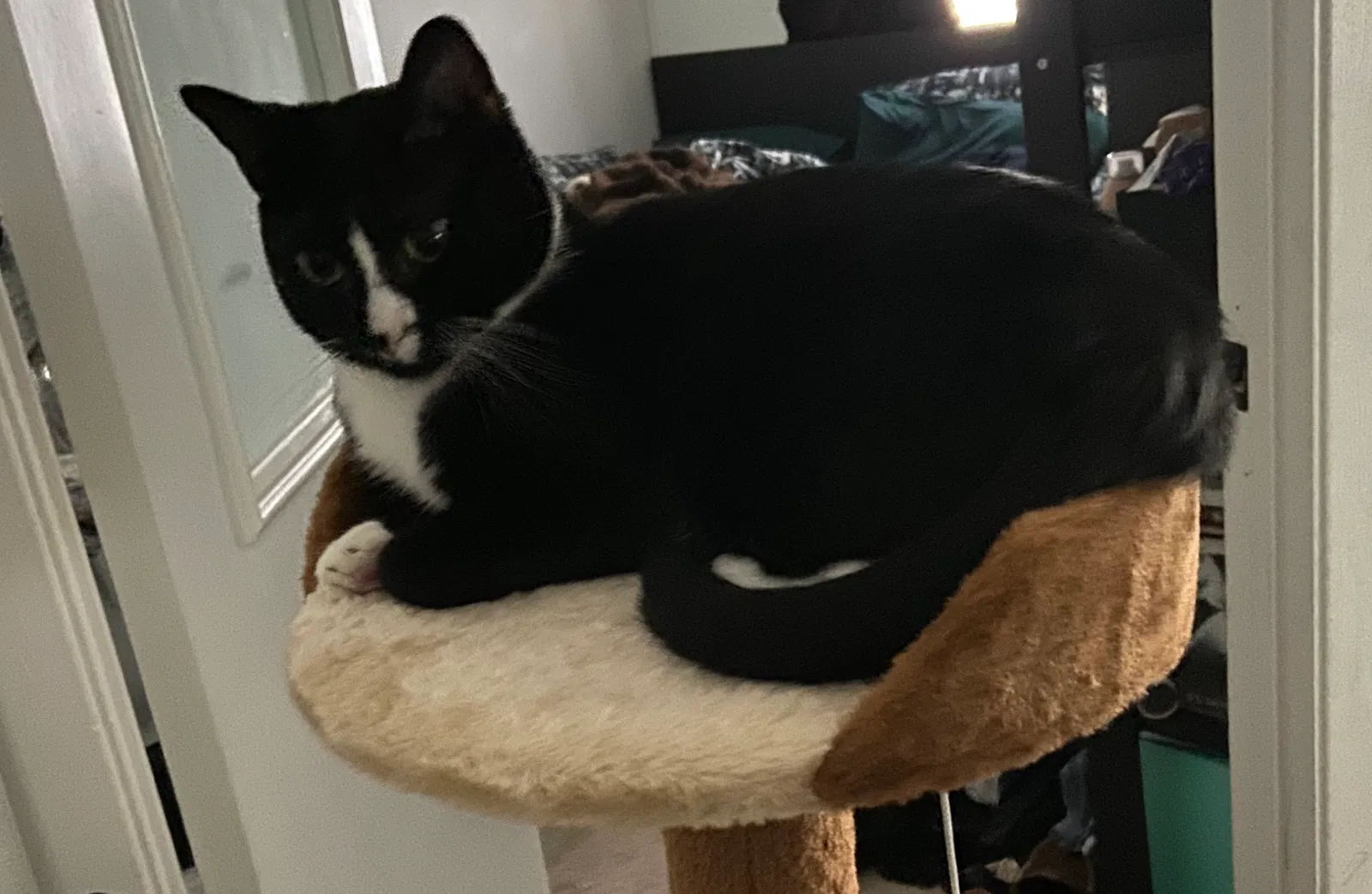 Lost cat in San Antonio, TX, 78254