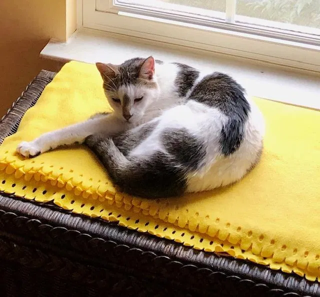 Lost cat in Ellicott City, MD, 21043