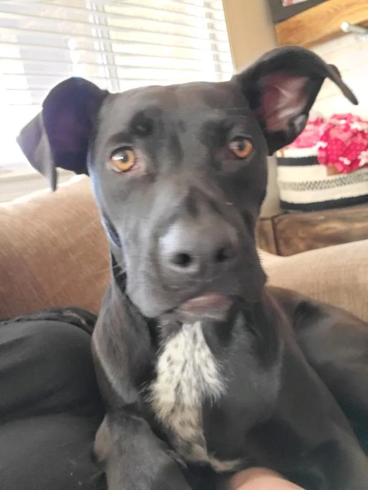 Lost dog in Tucson, AZ, 85747