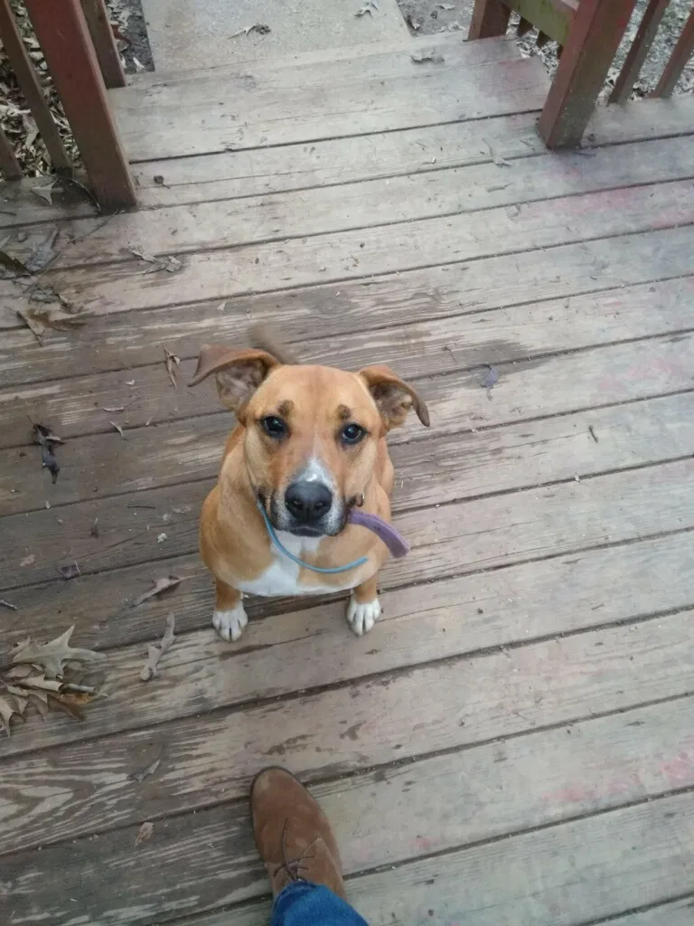 Lost dog in Chattanooga, TN, 37411