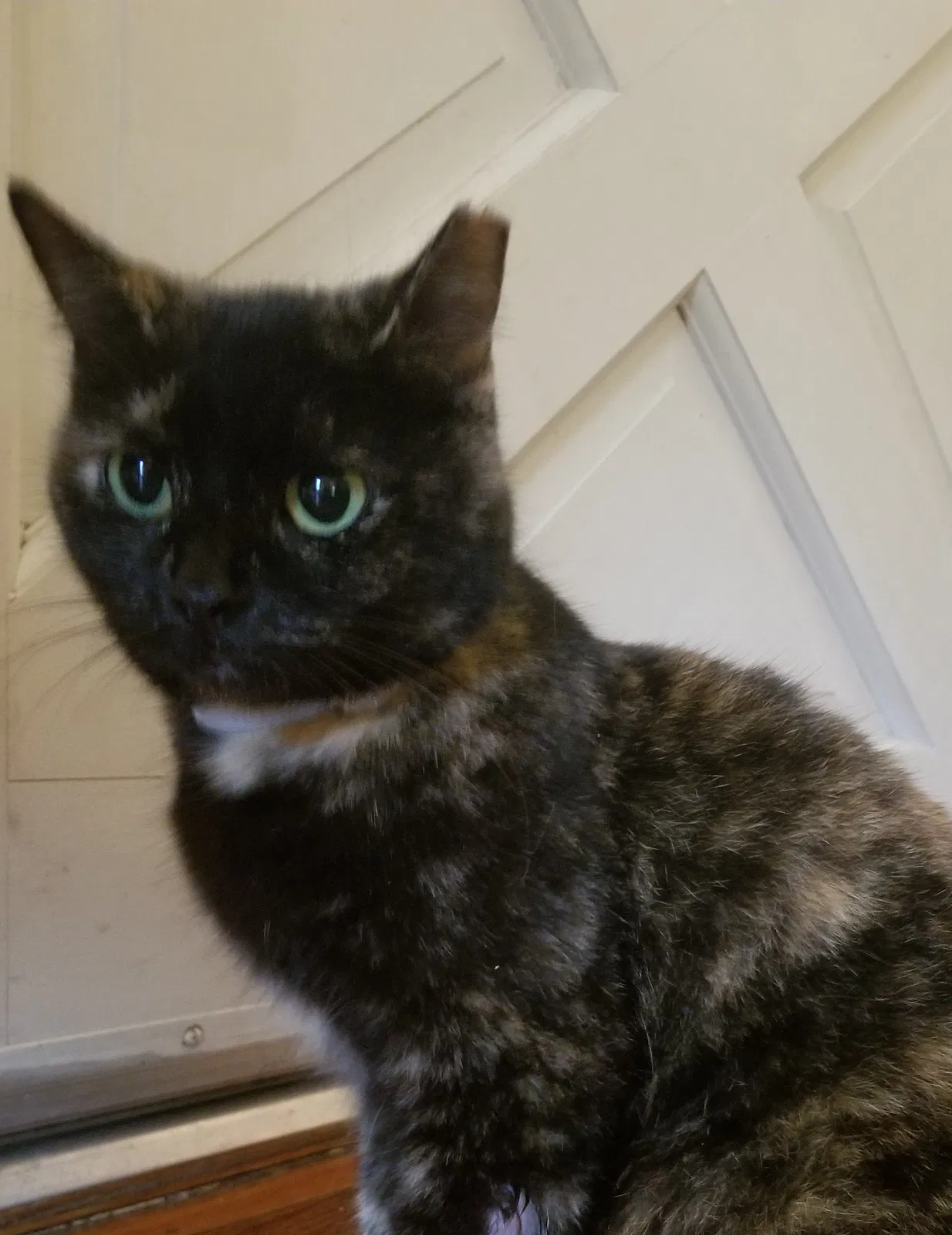 Lost cat in Pensacola, FL, 32504