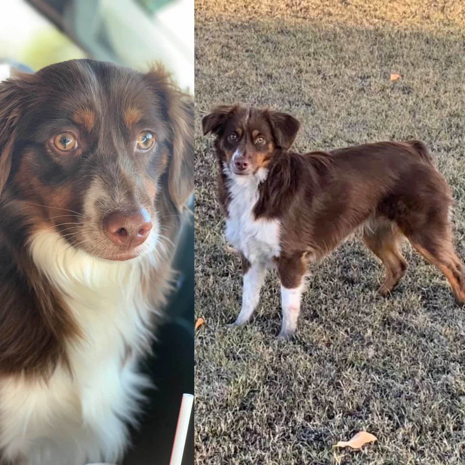 Lost dog in Mesa, AZ, 85204