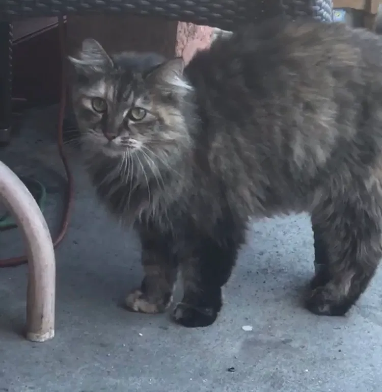 Found cat in Los Angeles, CA, 90031