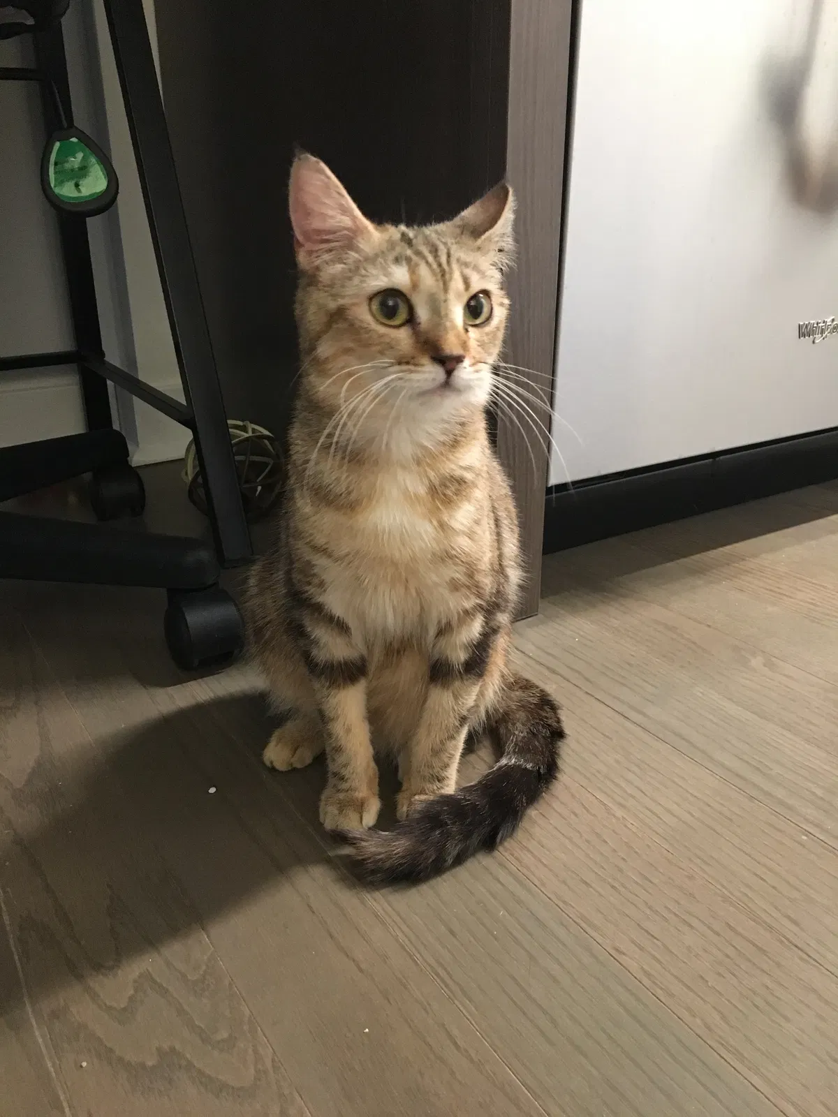 Lost cat in Jersey City, NJ, 7306